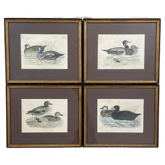 Set of Four Antique Duck Engravings