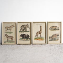Set Of Four Antique Georgian Hand Coloured Animal Engravings, Early 19Th Century