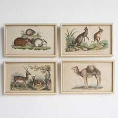 Set Of Four Antique Georgian Hand Coloured Animal Engravings, Early 19th Century
