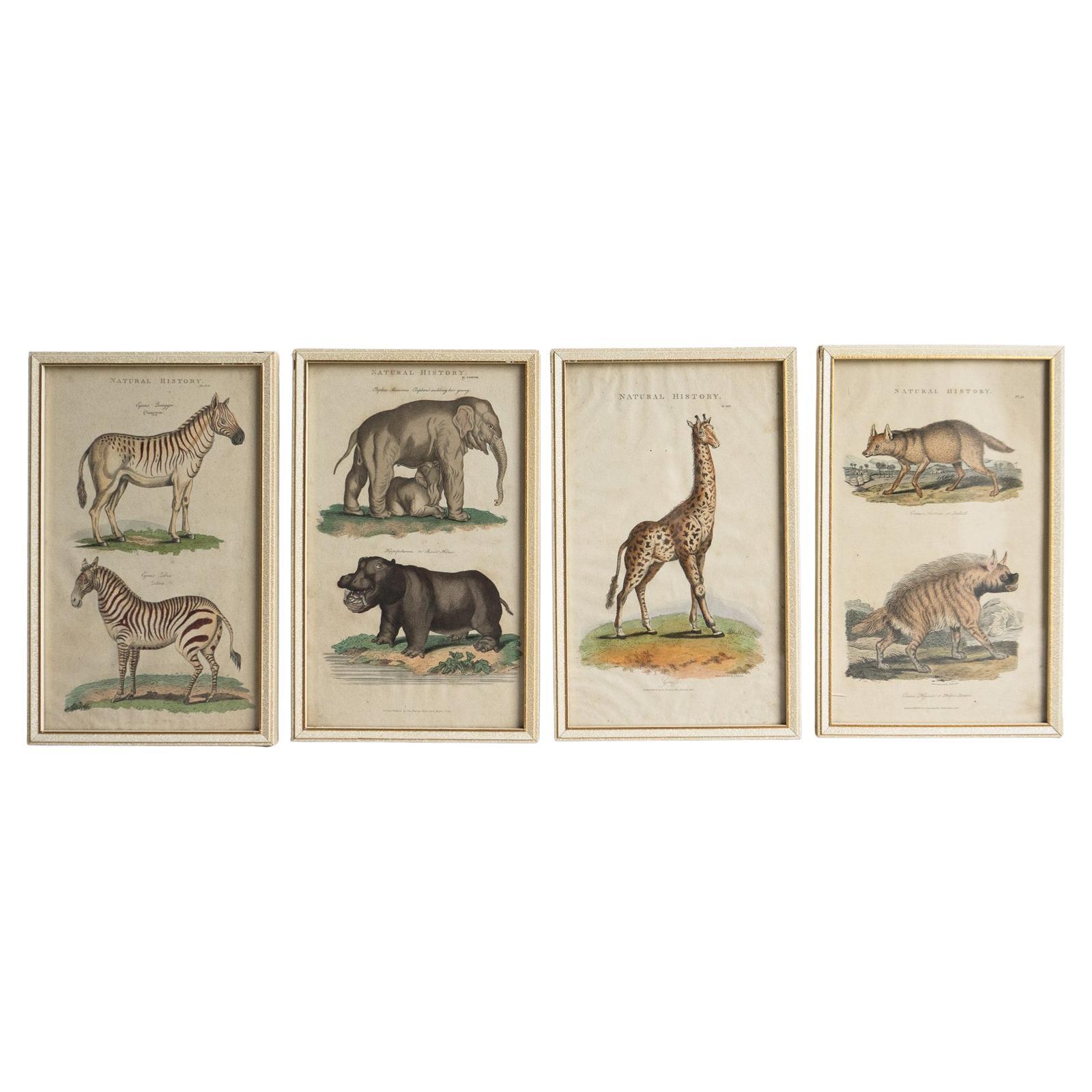 Set Of Four Antique Georgian Hand Coloured Animal Engravings, Early 19Th Century
