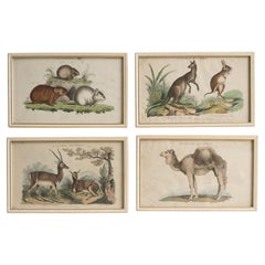 Set Of Four Antique Georgian Hand Coloured Animal Engravings, Early 19th Century