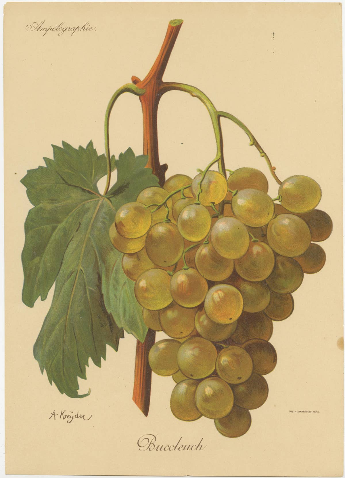 Set of four Antique Prints of Green / White Grape Varieties