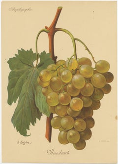 Set of four Antique Prints of Green / White Grape Varieties