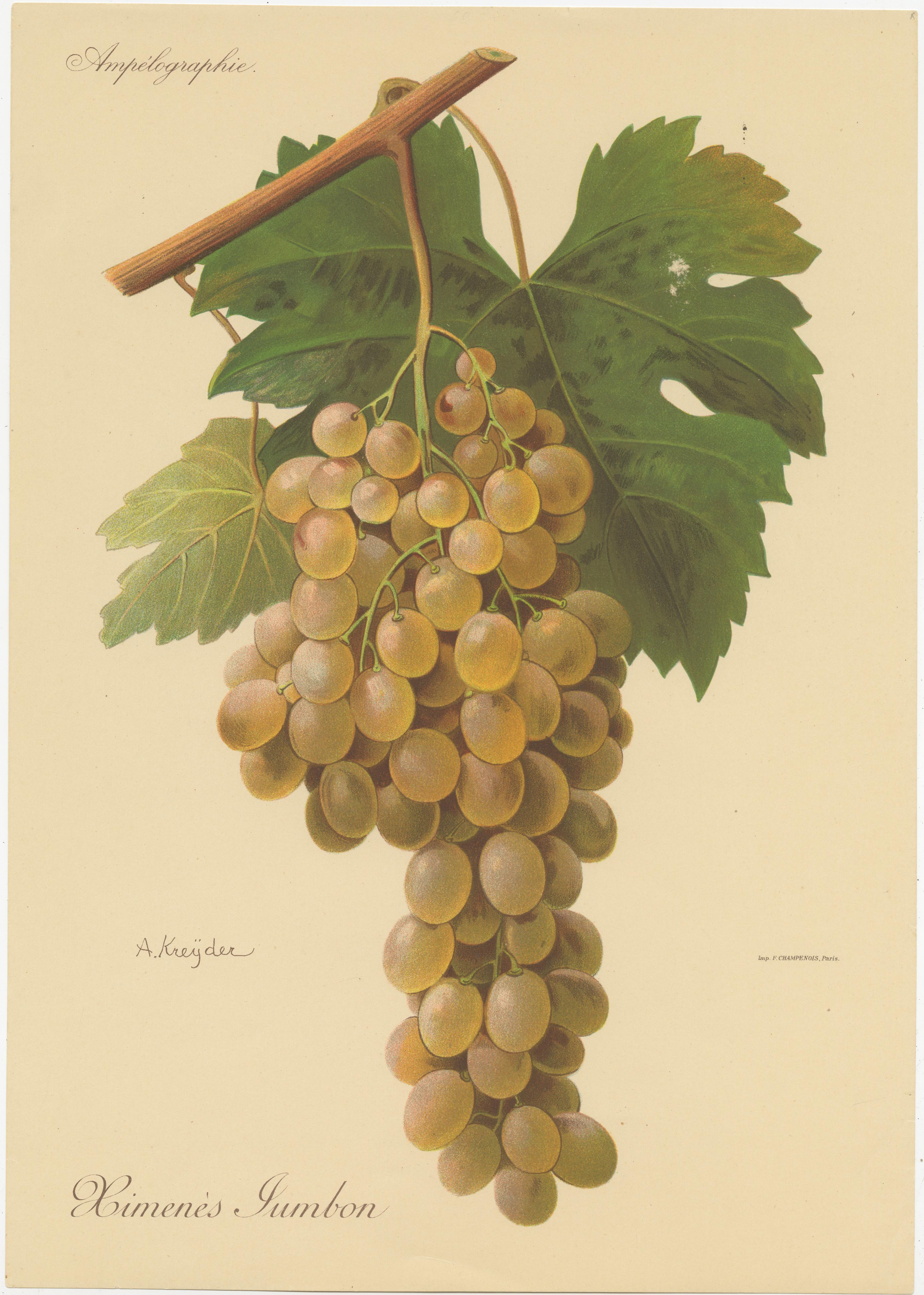 Set of four Antique Prints of Green / White Grape Varieties In Fair Condition For Sale In Langweer, NL