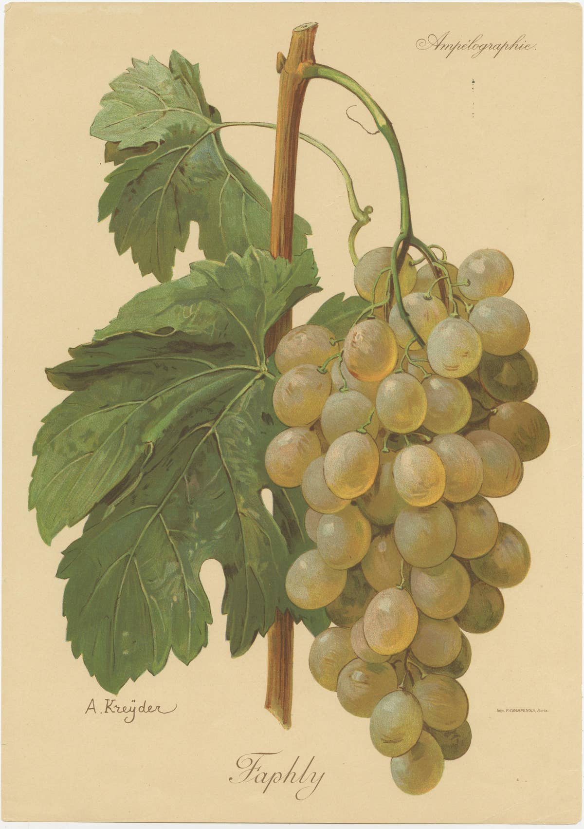 Set of four Antique Prints of Green / White Grape Varieties