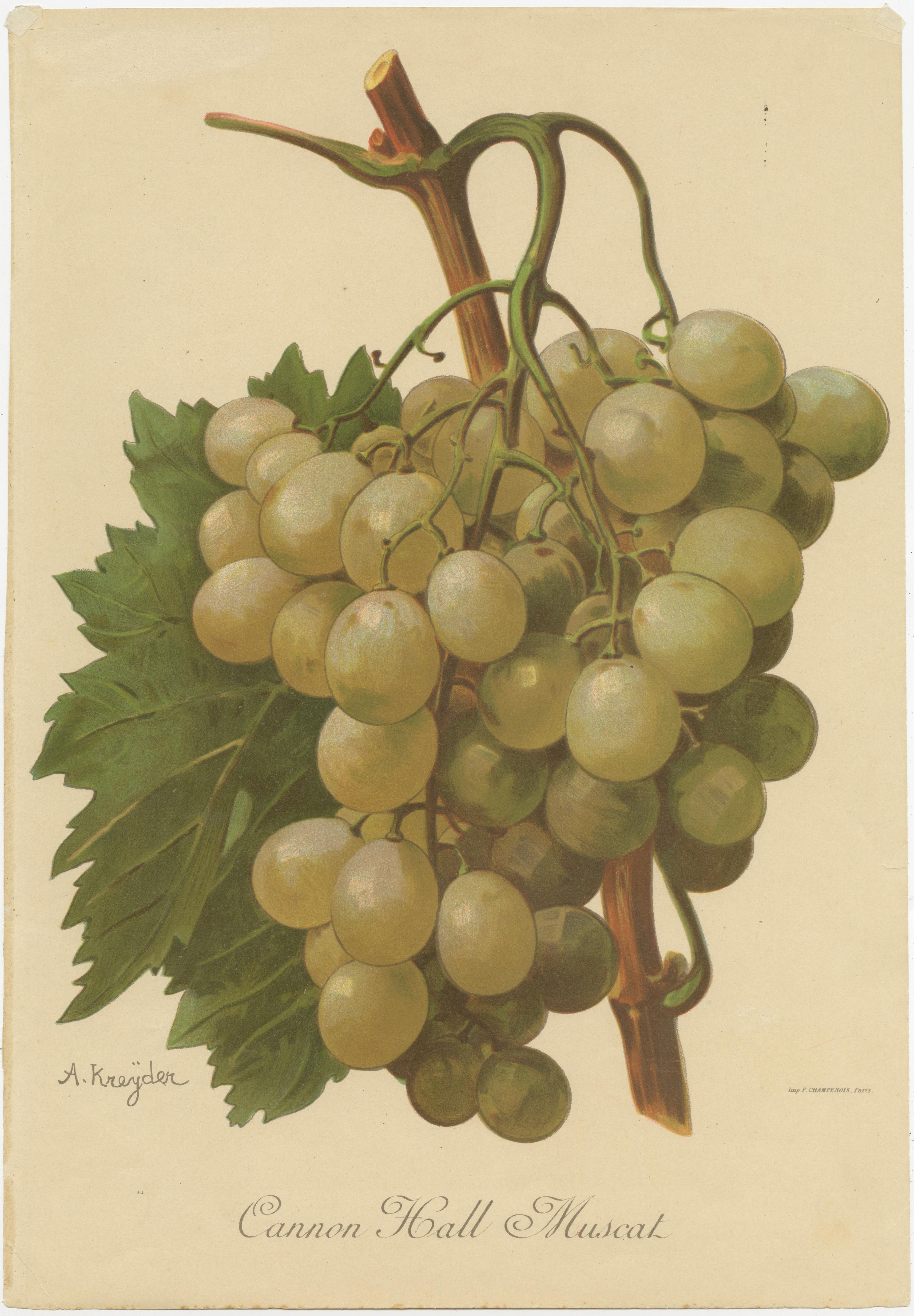 Paper Set of four Antique Prints of Green / White Grape Varieties For Sale