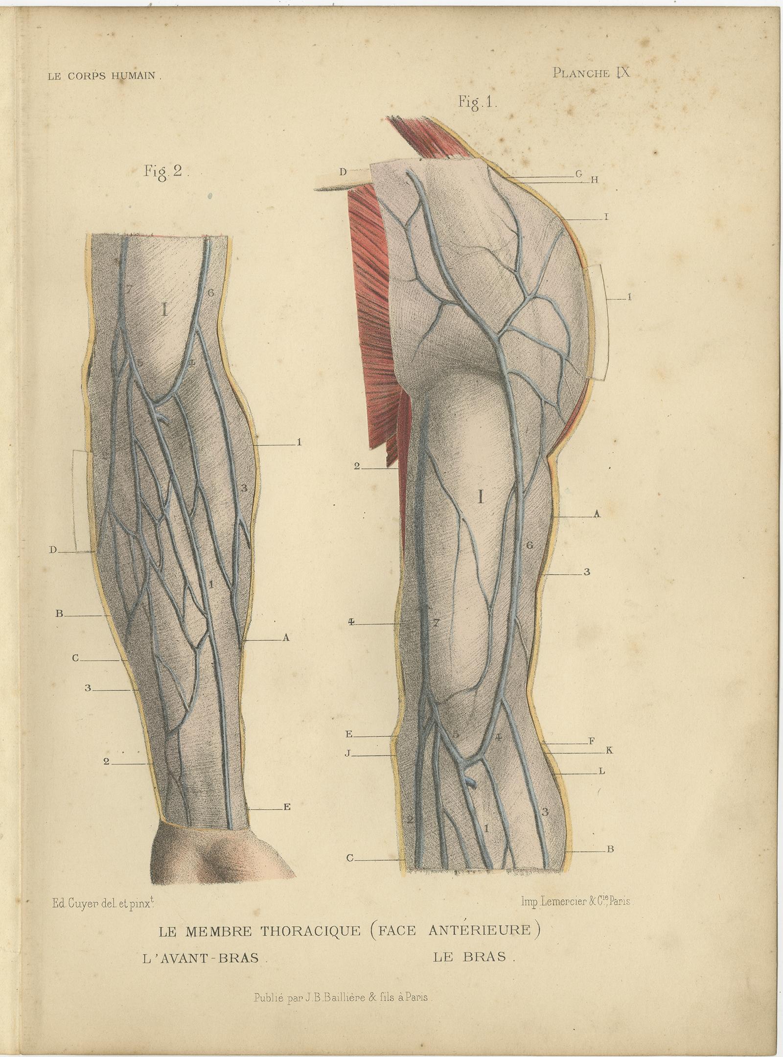 Set of four antique anatomy prints titled 'Le Membre Thoracique' and 'Le Membre Supérieur'. Colored lithographs of human arms with superimposed flaps. These prints originate from 'Le Corps Humain' by G.A. Kuhff. Illustrated by Edouard Cuyer.
