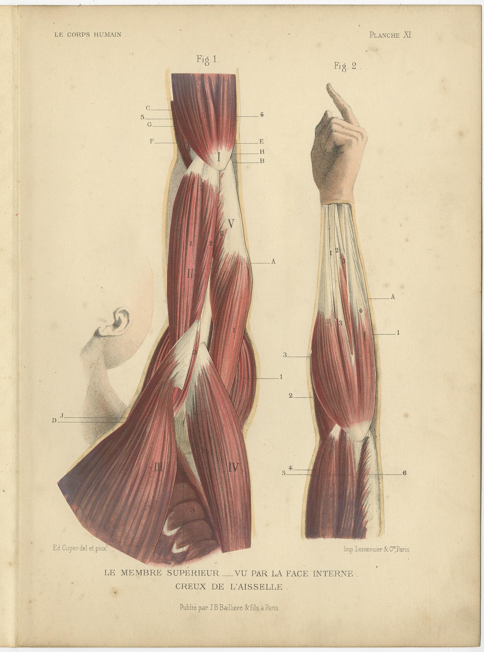 Set of Four Antique Prints of Human Arms by Kuhff, 1879 In Good Condition For Sale In Langweer, NL