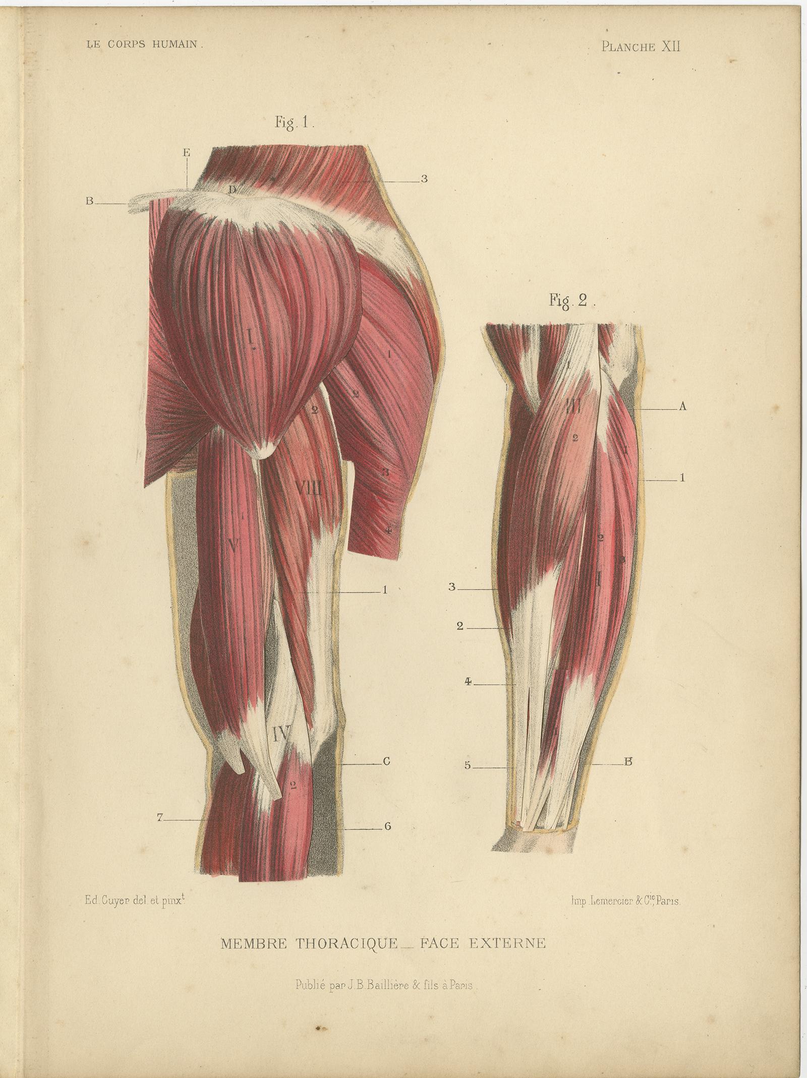 19th Century Set of Four Antique Prints of Human Arms by Kuhff, 1879 For Sale