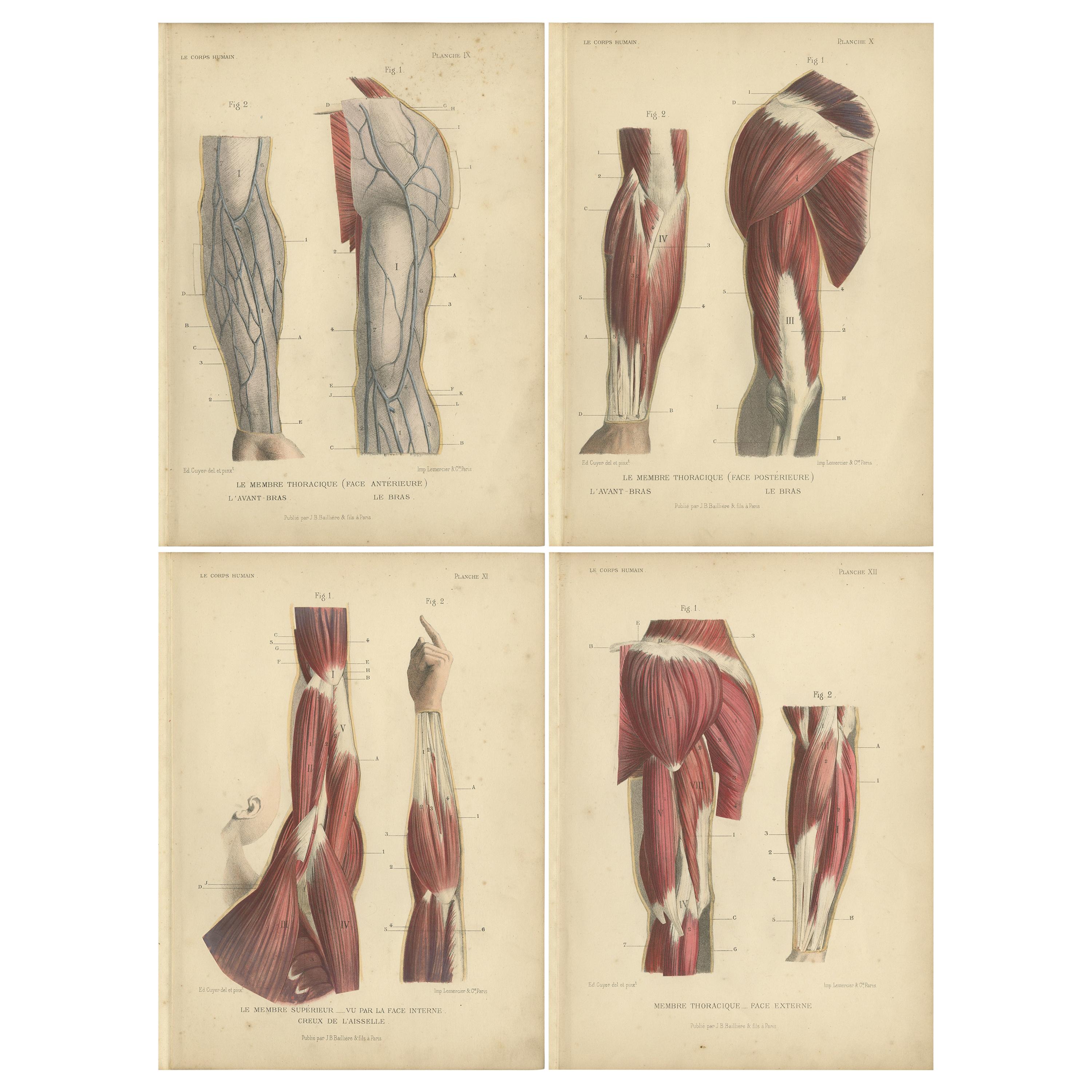 Set of Four Antique Prints of Human Arms by Kuhff, 1879 For Sale