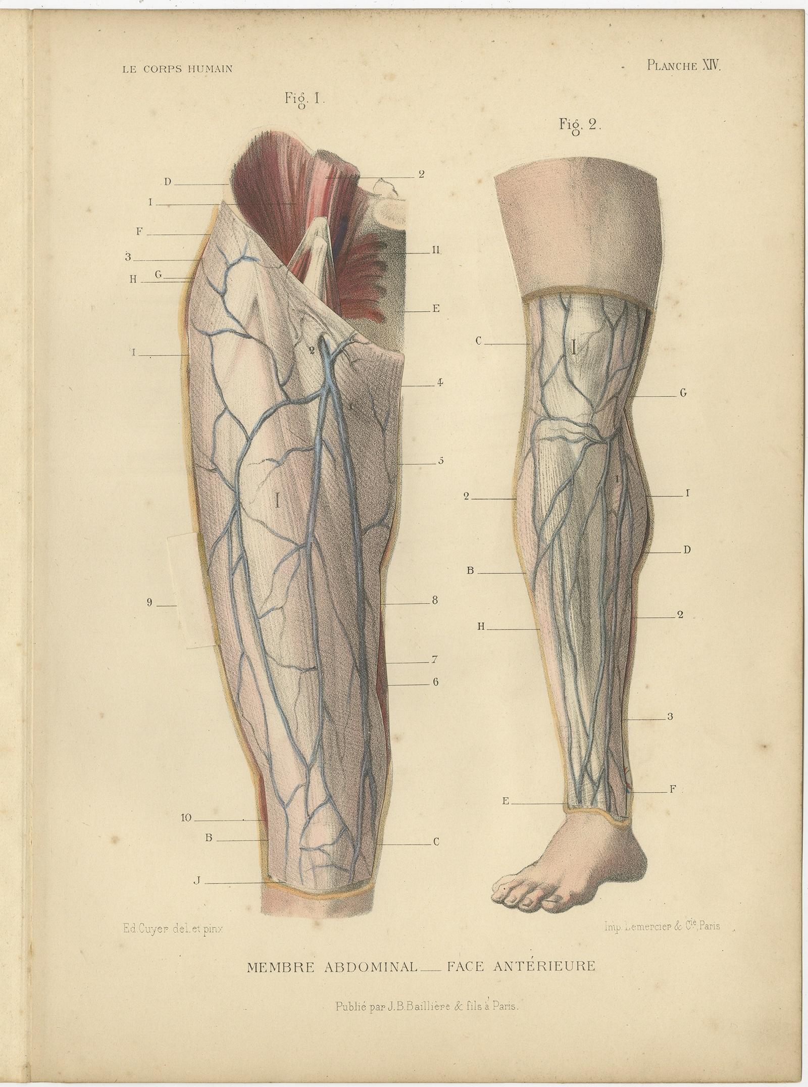 Set of four antique anatomy prints titled 'Membre Abdominal'. Colored lithographs of human legs with superimposed flaps. These prints originate from 'Le Corps Humain' by G.A. Kuhff. Illustrated by Edouard Cuyer.