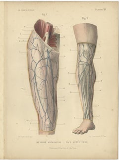 Set of Four Antique Prints of Human Legs by Kuhff, 1879