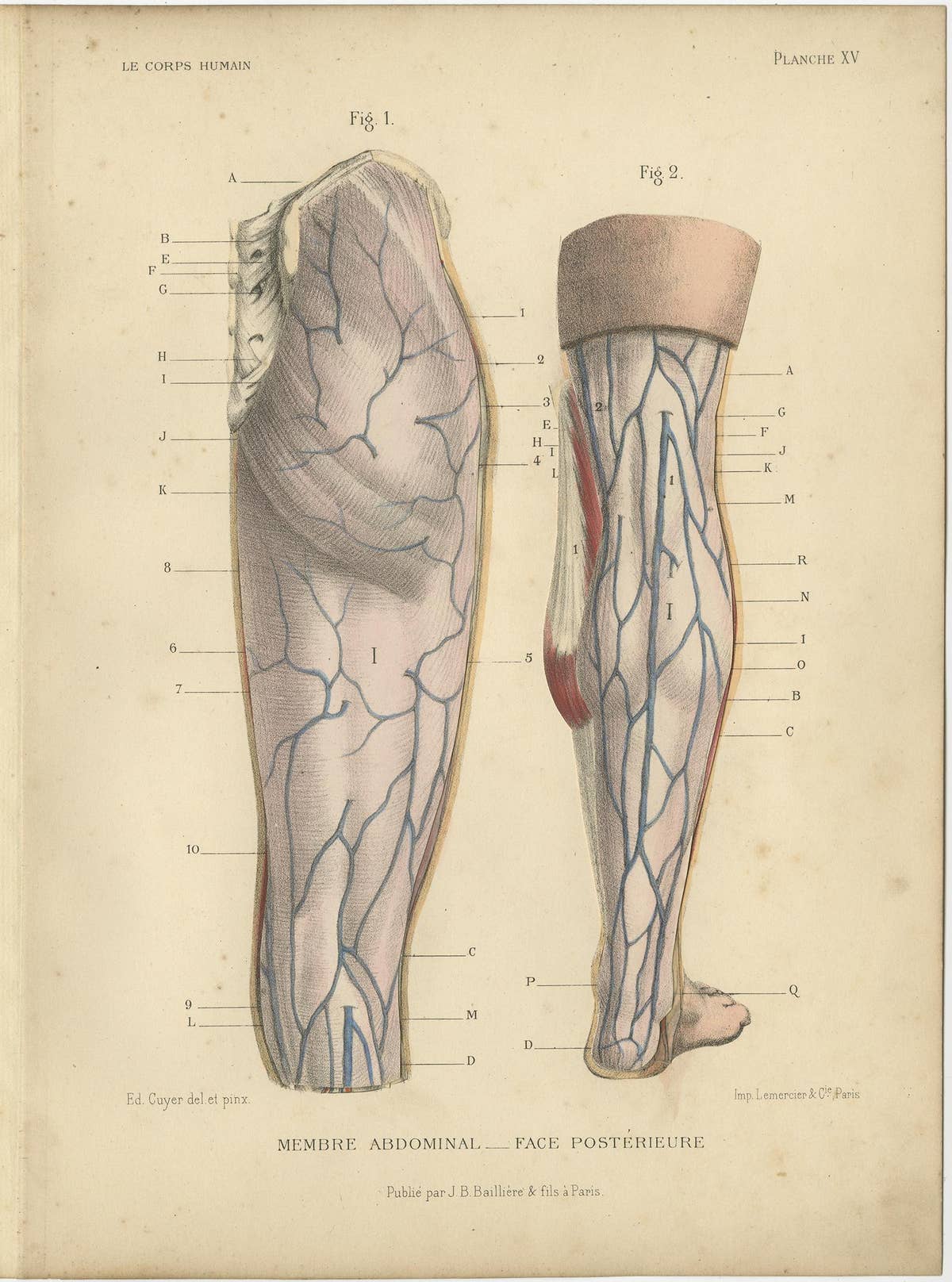 Set of Four Antique Prints of Human Legs by Kuhff, 1879