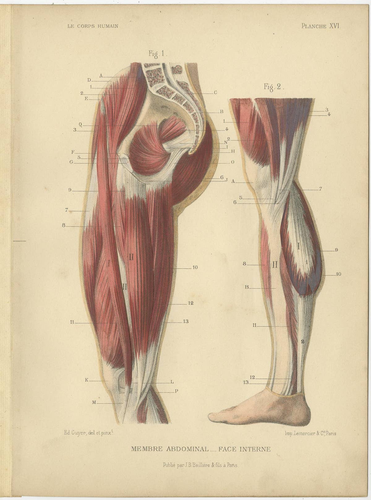 Set of Four Antique Prints of Human Legs by Kuhff, 1879