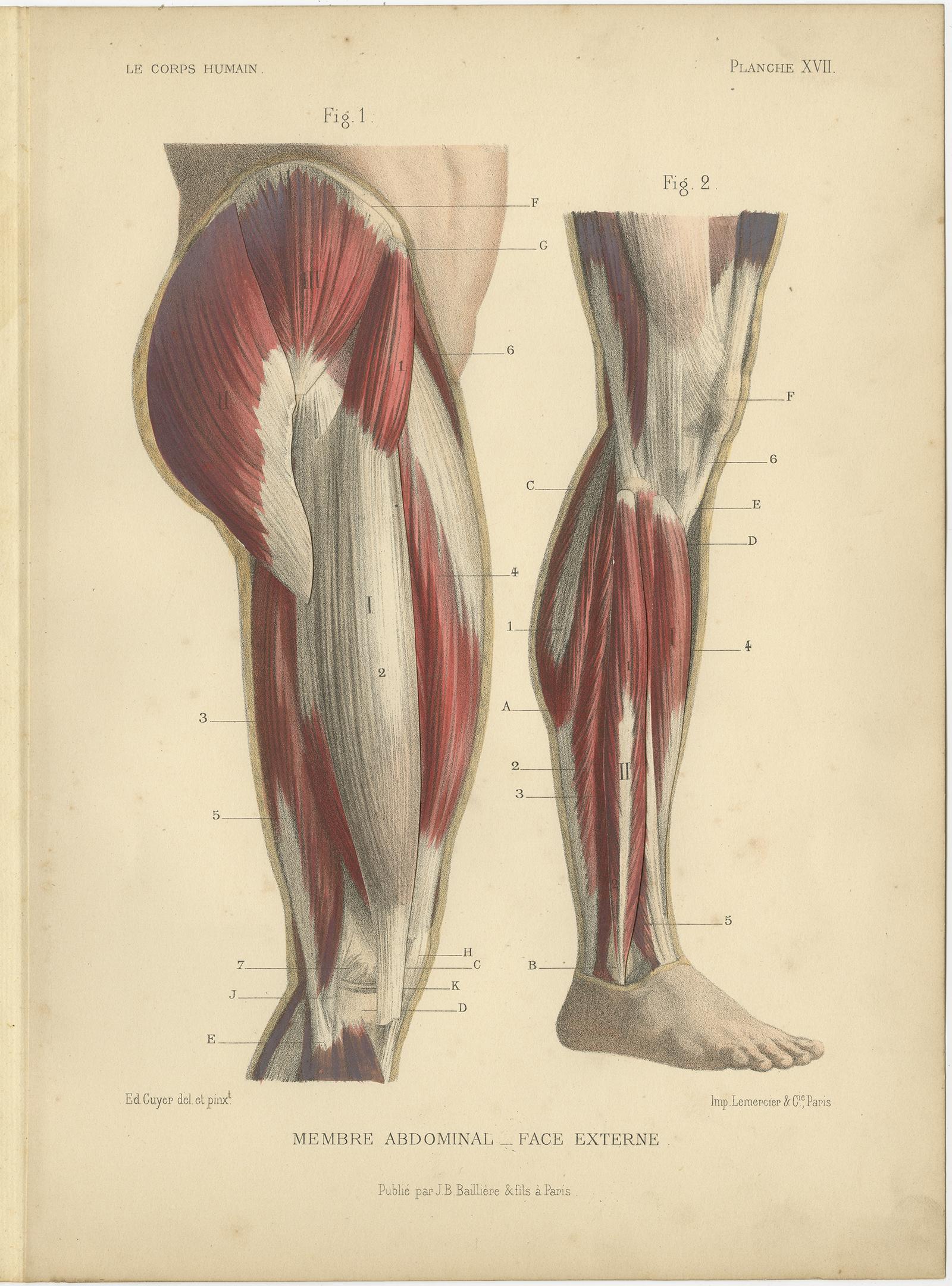 19th Century Set of Four Antique Prints of Human Legs by Kuhff, 1879 For Sale