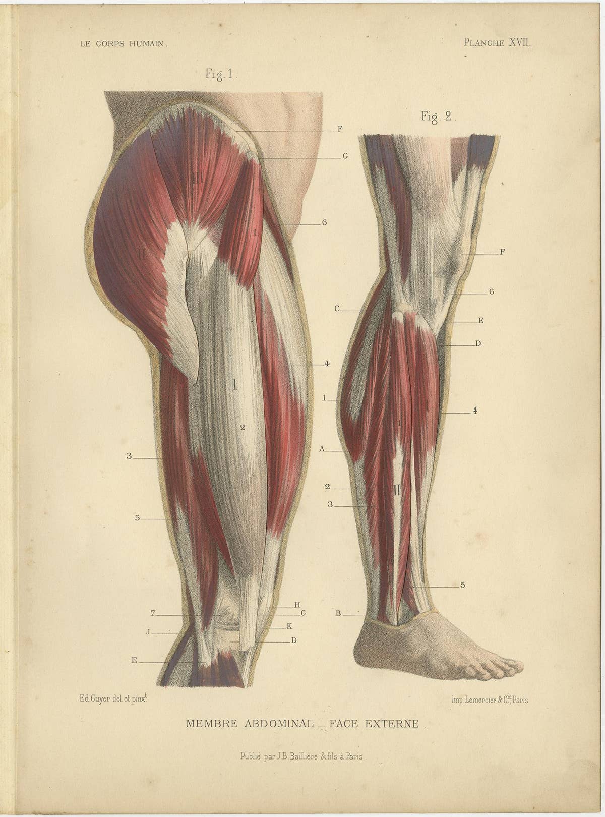 Set of Four Antique Prints of Human Legs by Kuhff, 1879