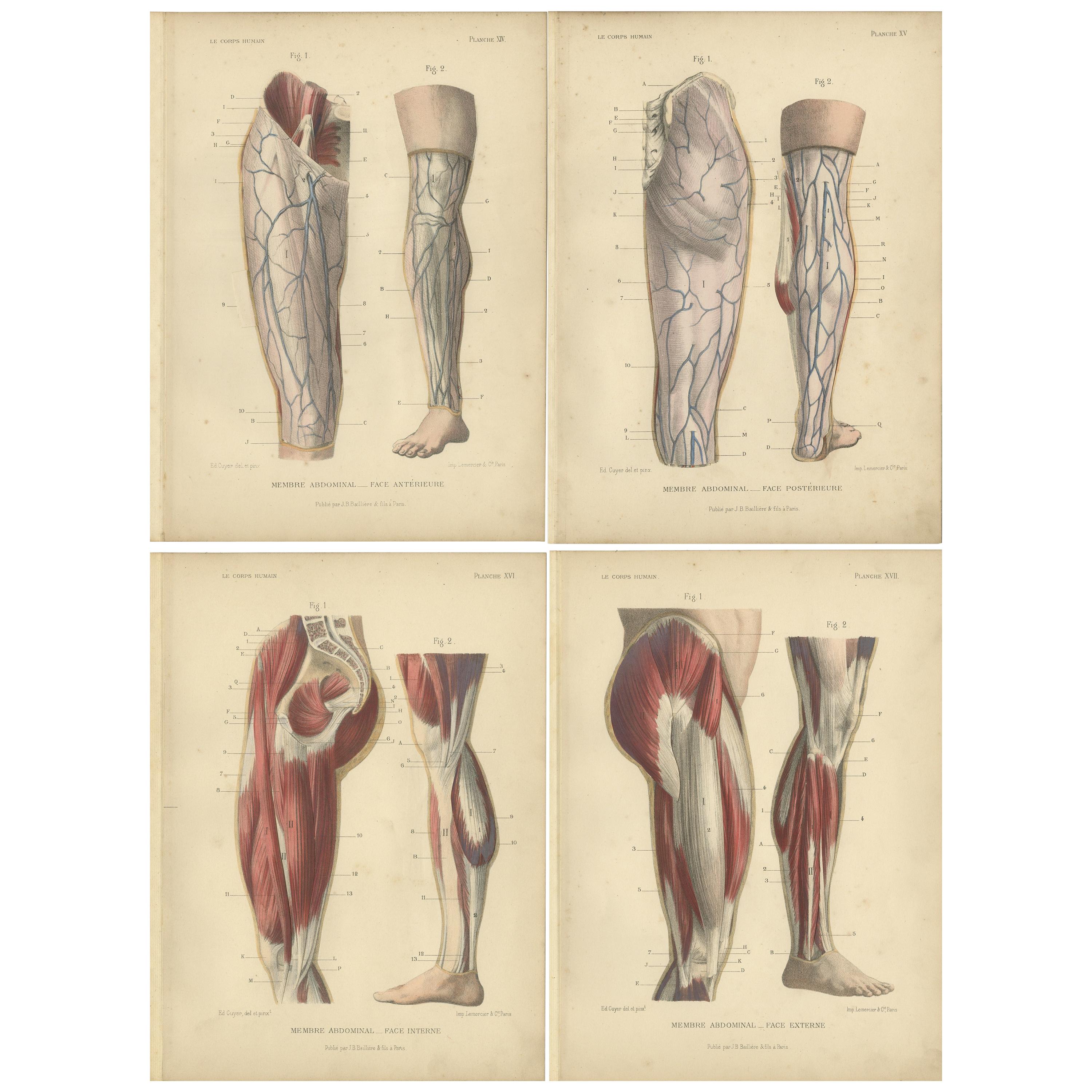 Set of Four Antique Prints of Human Legs by Kuhff, 1879