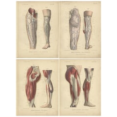 Satz von vier antiken Drucken von menschlichen Beinen von Kuhff:: 1879
