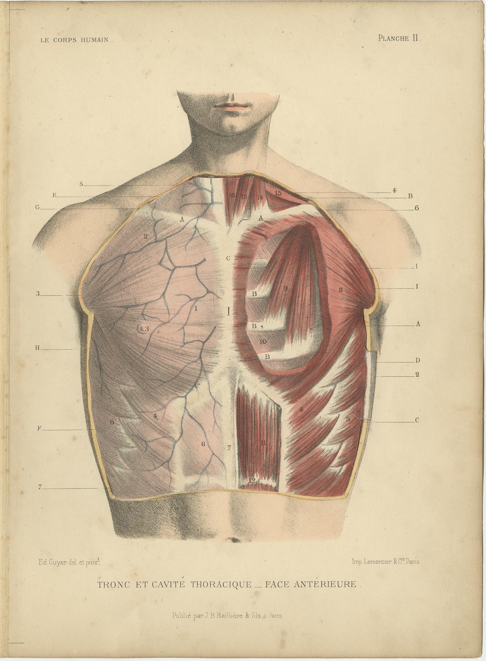 Set of four antique anatomy prints titled 'Tronc' and 'Tronc et Cavité'. Colored lithographs of the human trunk with superimposed flaps. These prints originate from 'Le Corps Humain' by G.A. Kuhff. Illustrated by Edouard Cuyer.