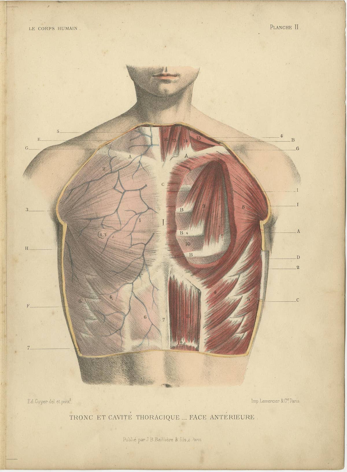 Set of Four Antique Prints of the Human Torso by Kuhff, 1879