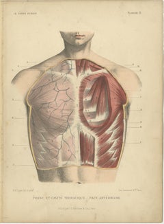 Set of Four Antique Prints of the Human Torso by Kuhff, 1879