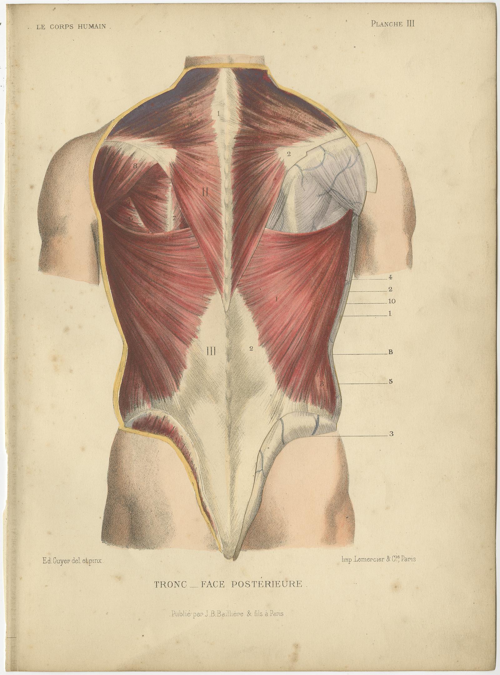 Set of Four Antique Prints of the Human Torso by Kuhff, 1879 In Good Condition For Sale In Langweer, NL