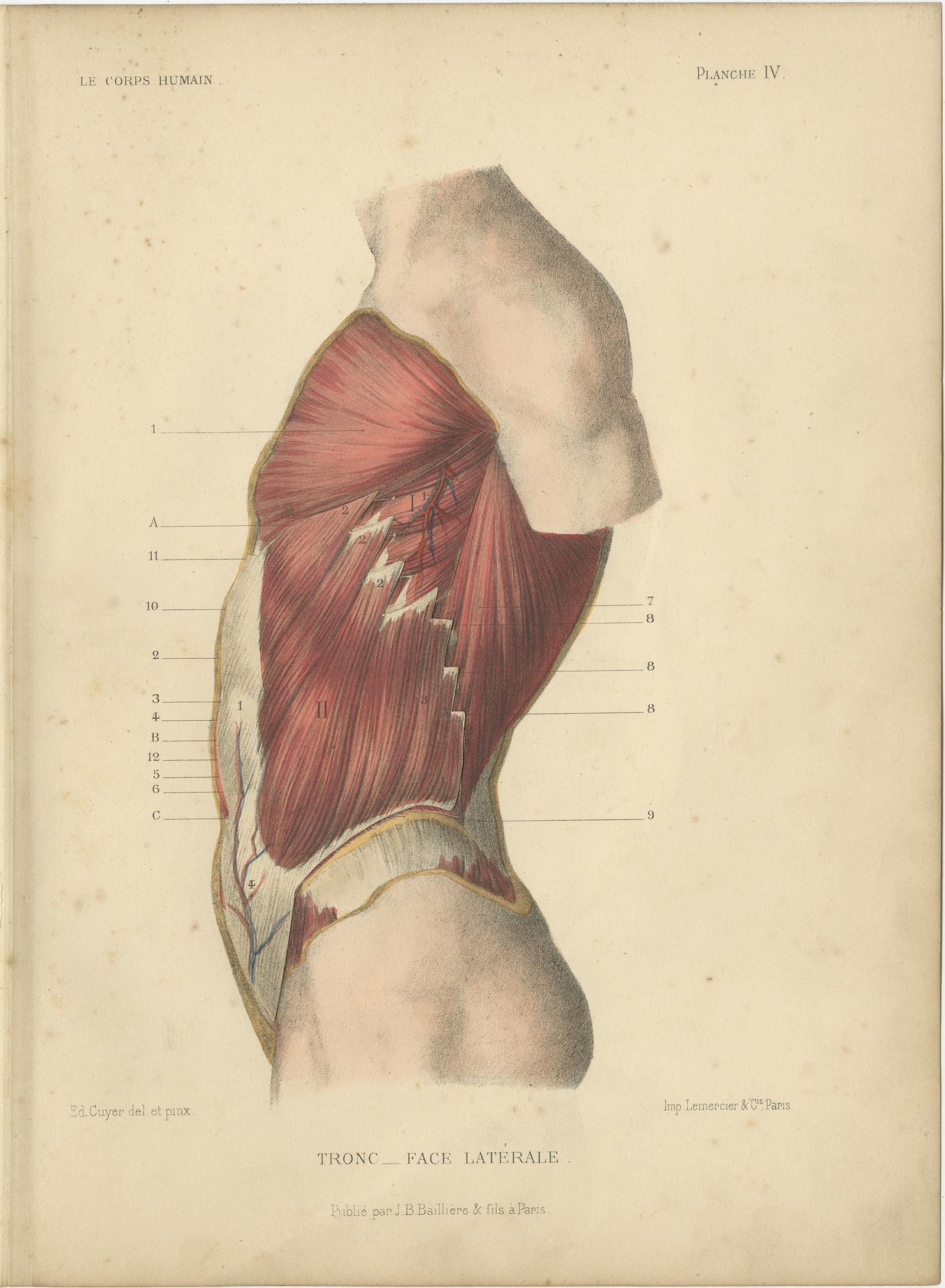 19th Century Set of Four Antique Prints of the Human Torso by Kuhff, 1879 For Sale