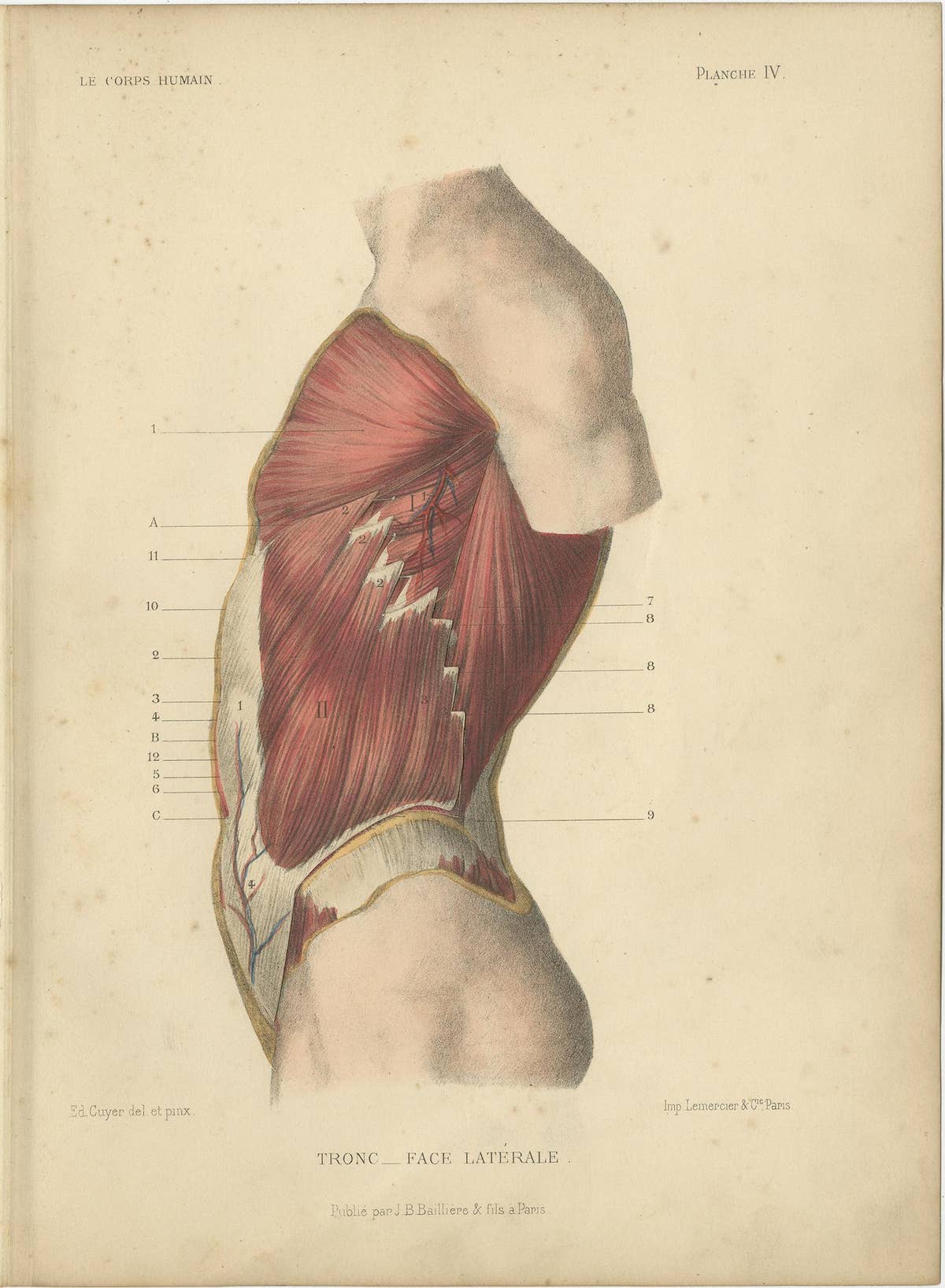 Set of Four Antique Prints of the Human Torso by Kuhff, 1879