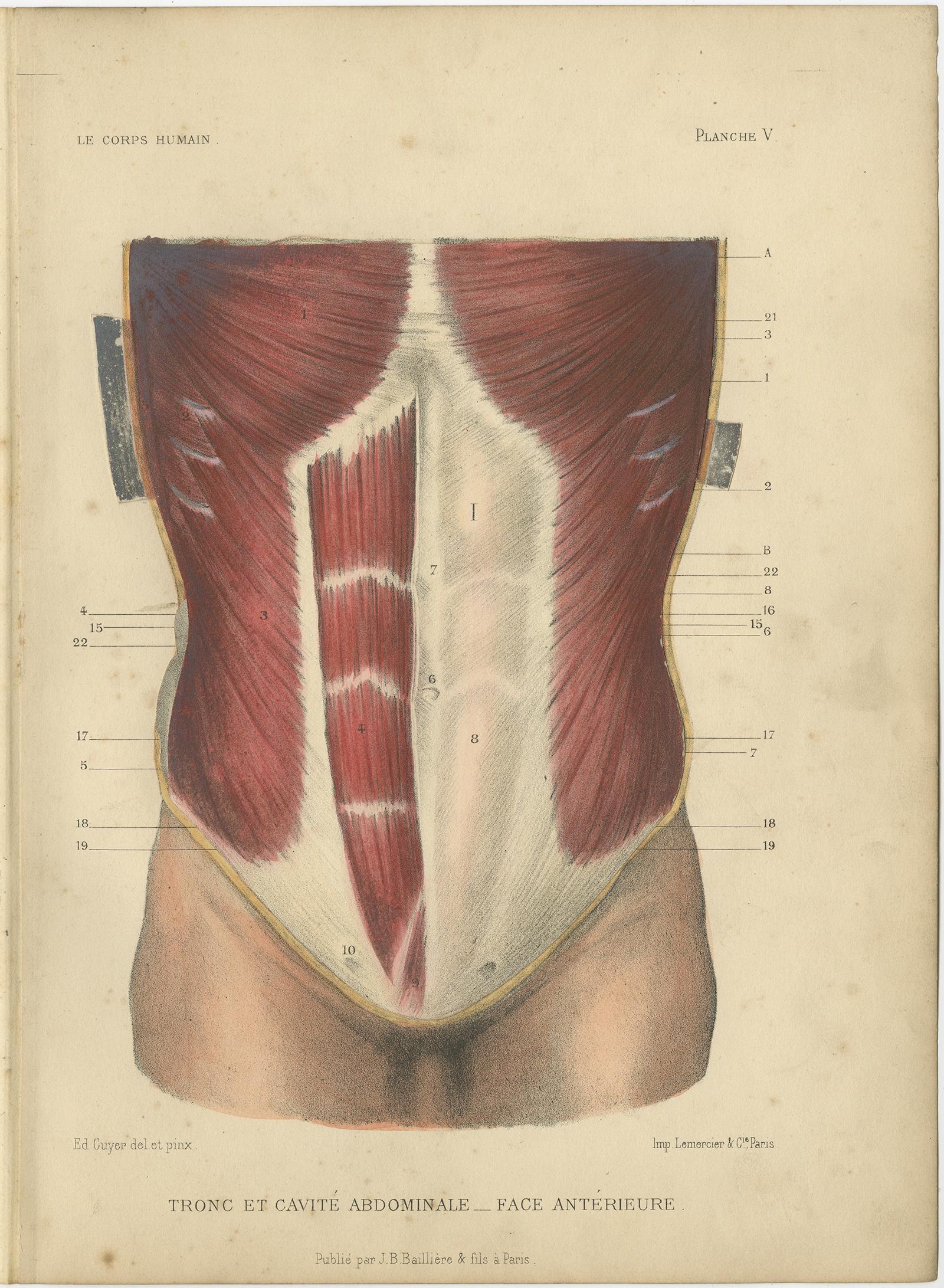 Paper Set of Four Antique Prints of the Human Torso by Kuhff, 1879 For Sale