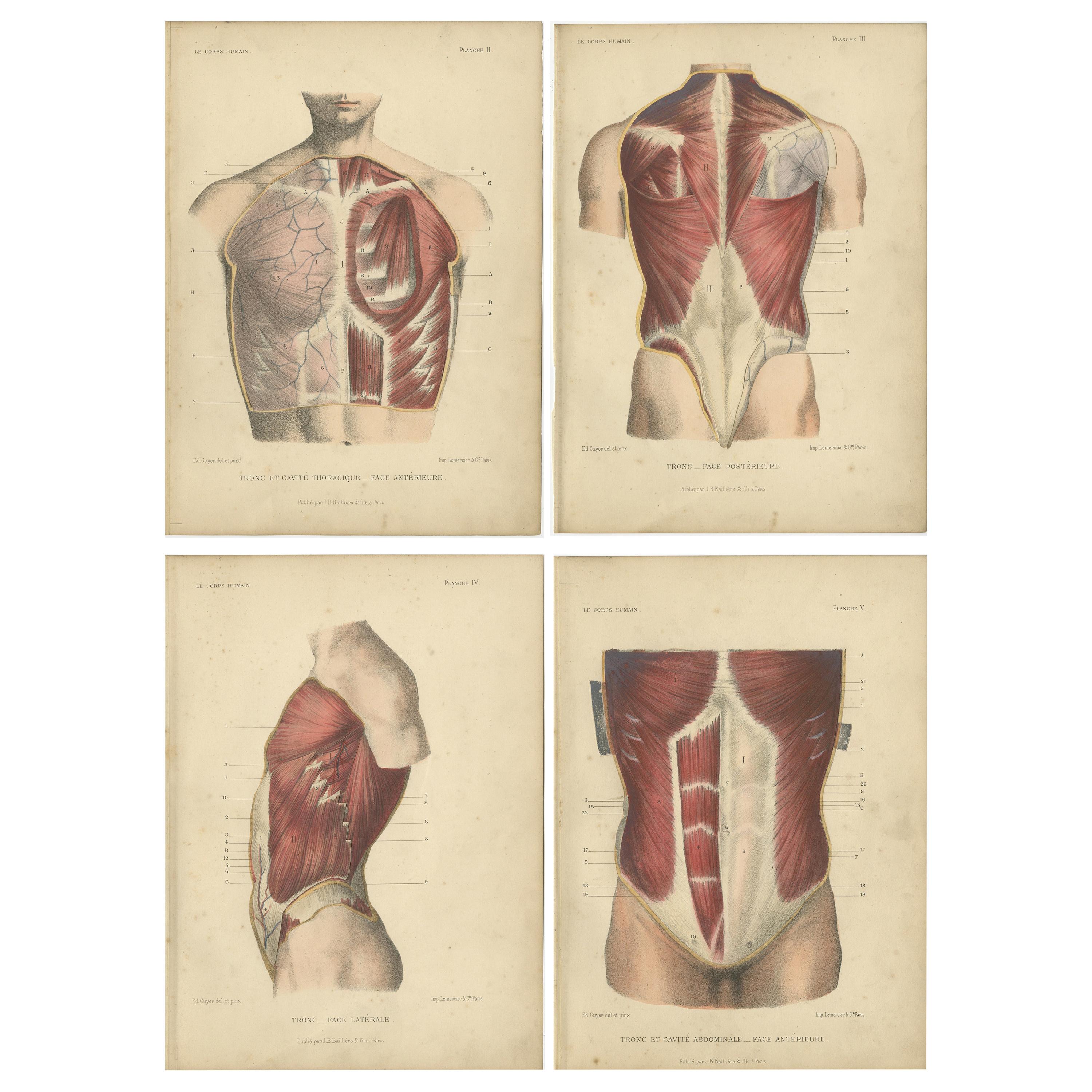 Ensemble de quatre gravures anciennes du torse humain par Kuhff:: 1879