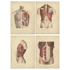 Set of Four Antique Prints of the Human Torso by Kuhff, 1879