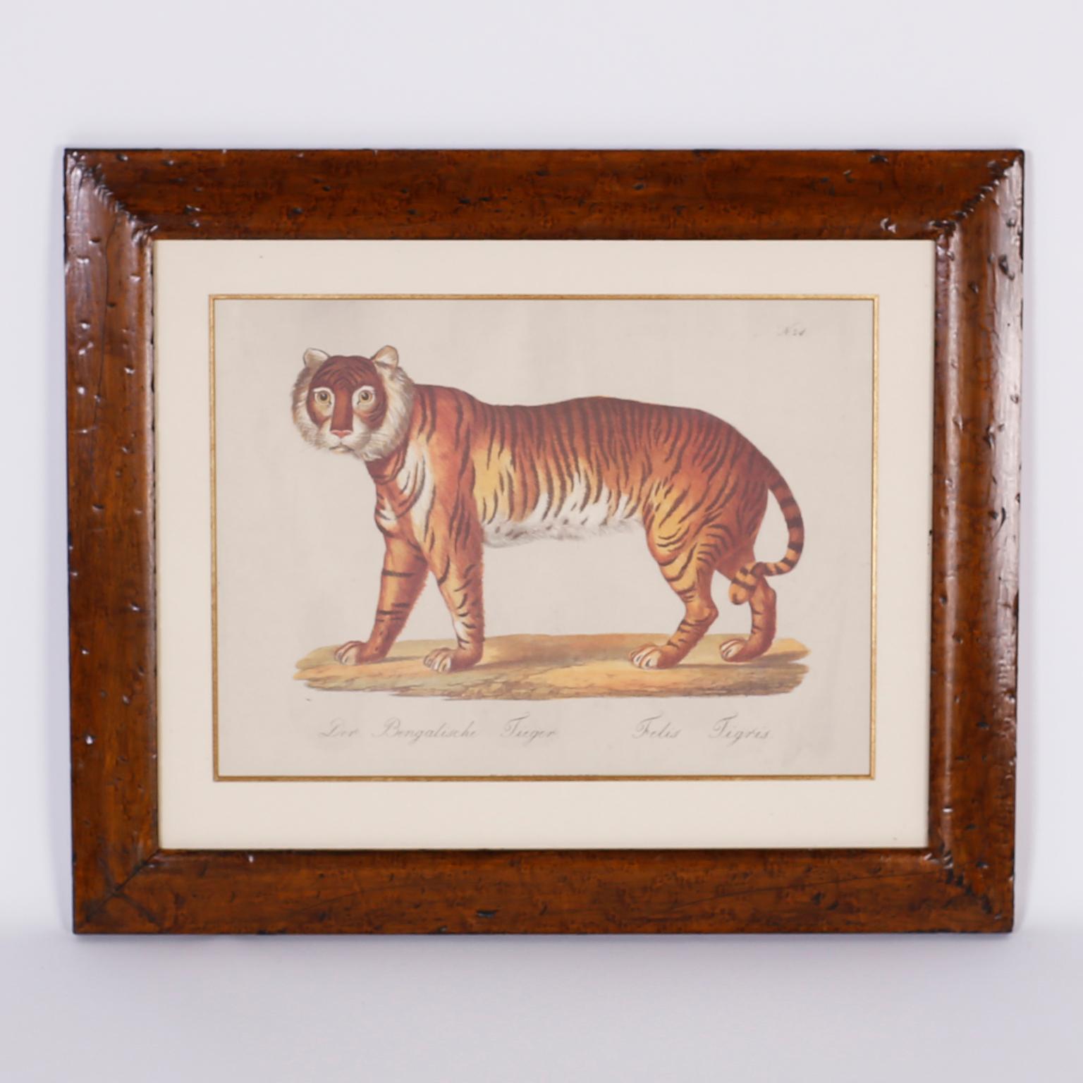 Set of four German prints depicting a tiger, a leopard, a male lion, and a female lion with her cub all in the naive style of the early naturalists, matted and presented in rustic wood frames under glass.