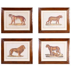 Set of Four Big Cat Prints