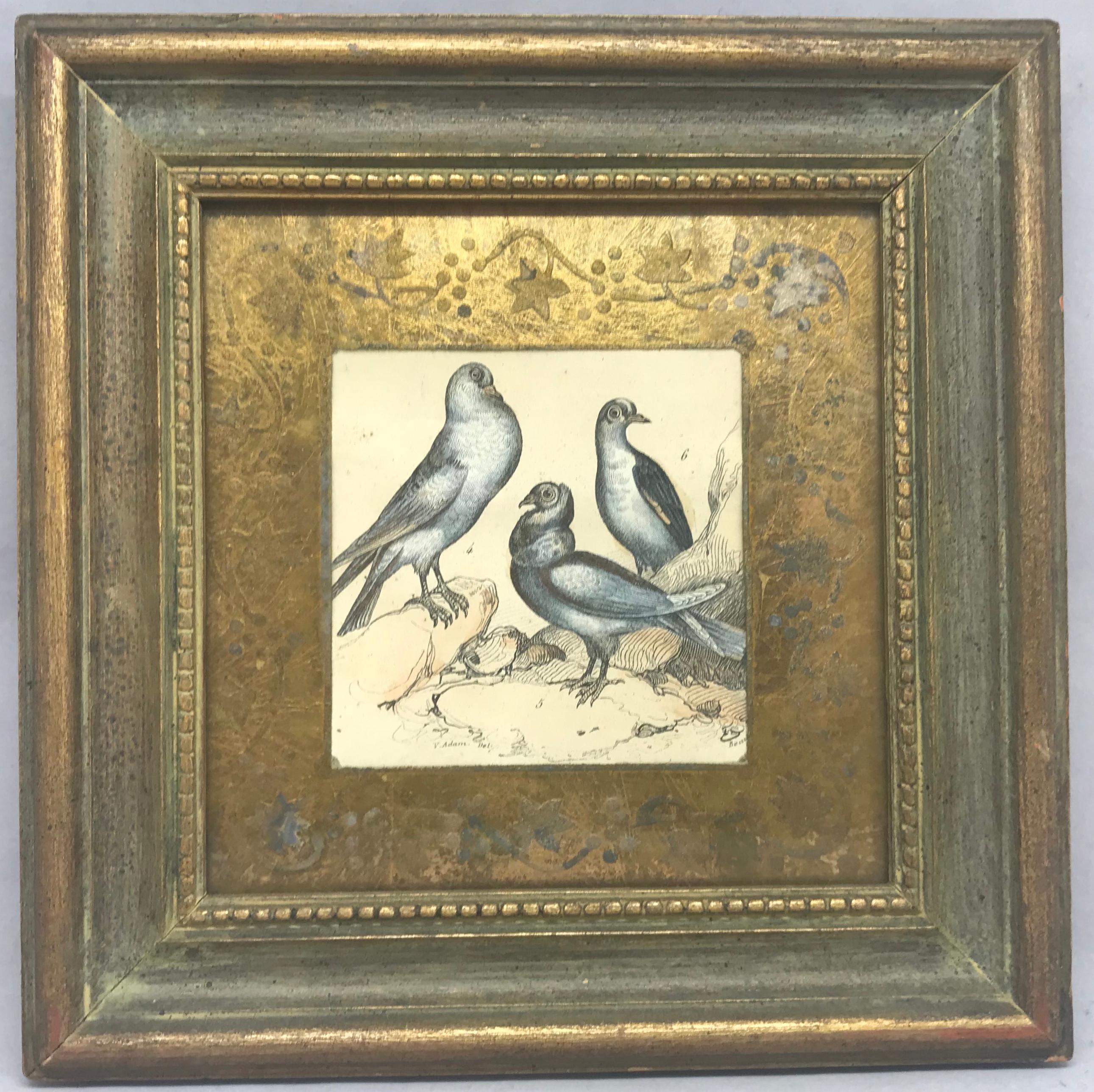 English Set of Four Bird Engravings