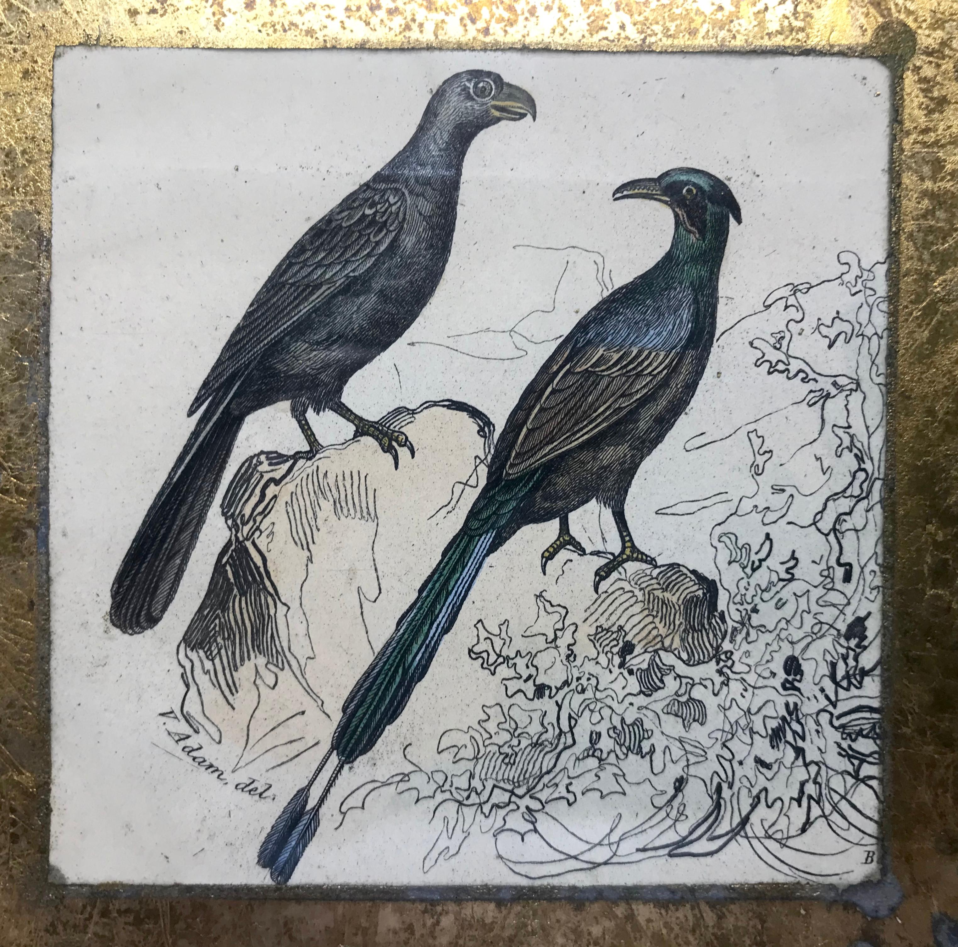 Set of Four Bird Engravings 1