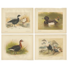 Vintage Set of Four Bird Prints of Ducks and Geese by Dixon & Whymper, '1900'