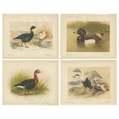 Set of Four Bird Prints of Ducks and Geese by Dixon & Whymper, '1900'