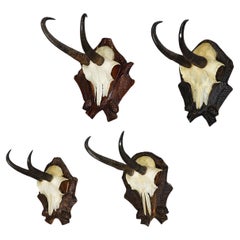 Set of Four Black Forest Chamois Trophies on Carved Plaques - 1950s