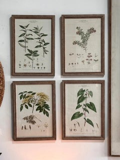Set of Four Botanical Engravings, London, 1774 Miller