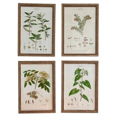 Set of Four Botanical Engravings, London, 1774 Miller