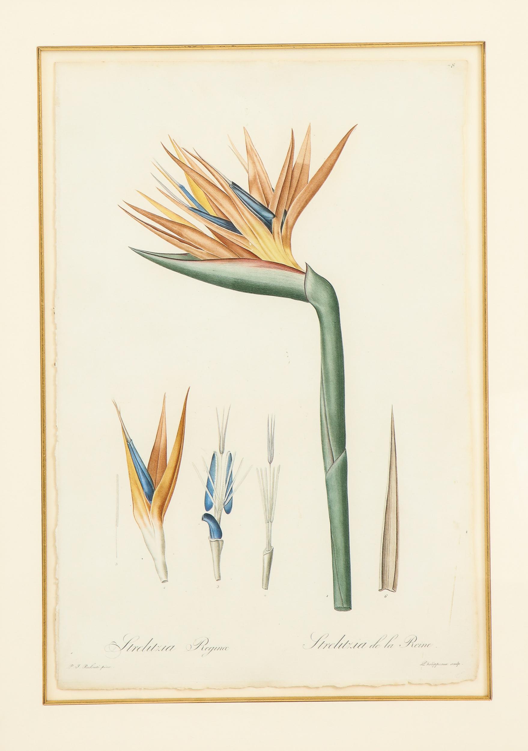 Paper Set of Four Botanical Prints by Pierre-Joseph Redoute