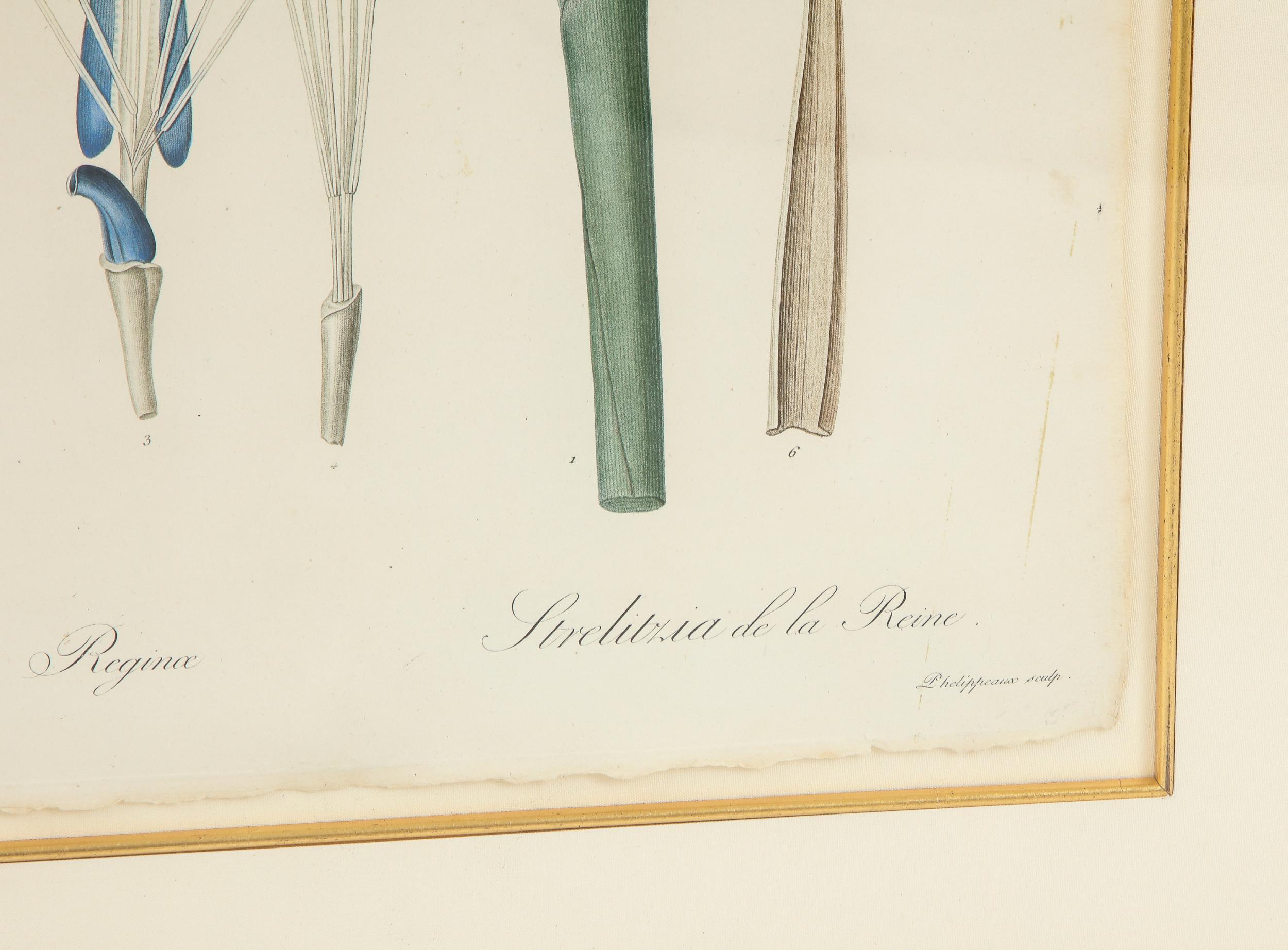 Set of Four Botanical Prints by Pierre-Joseph Redoute 2
