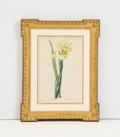 Ensemble de quatre estampes botaniques de Pierre-Joseph Redoute