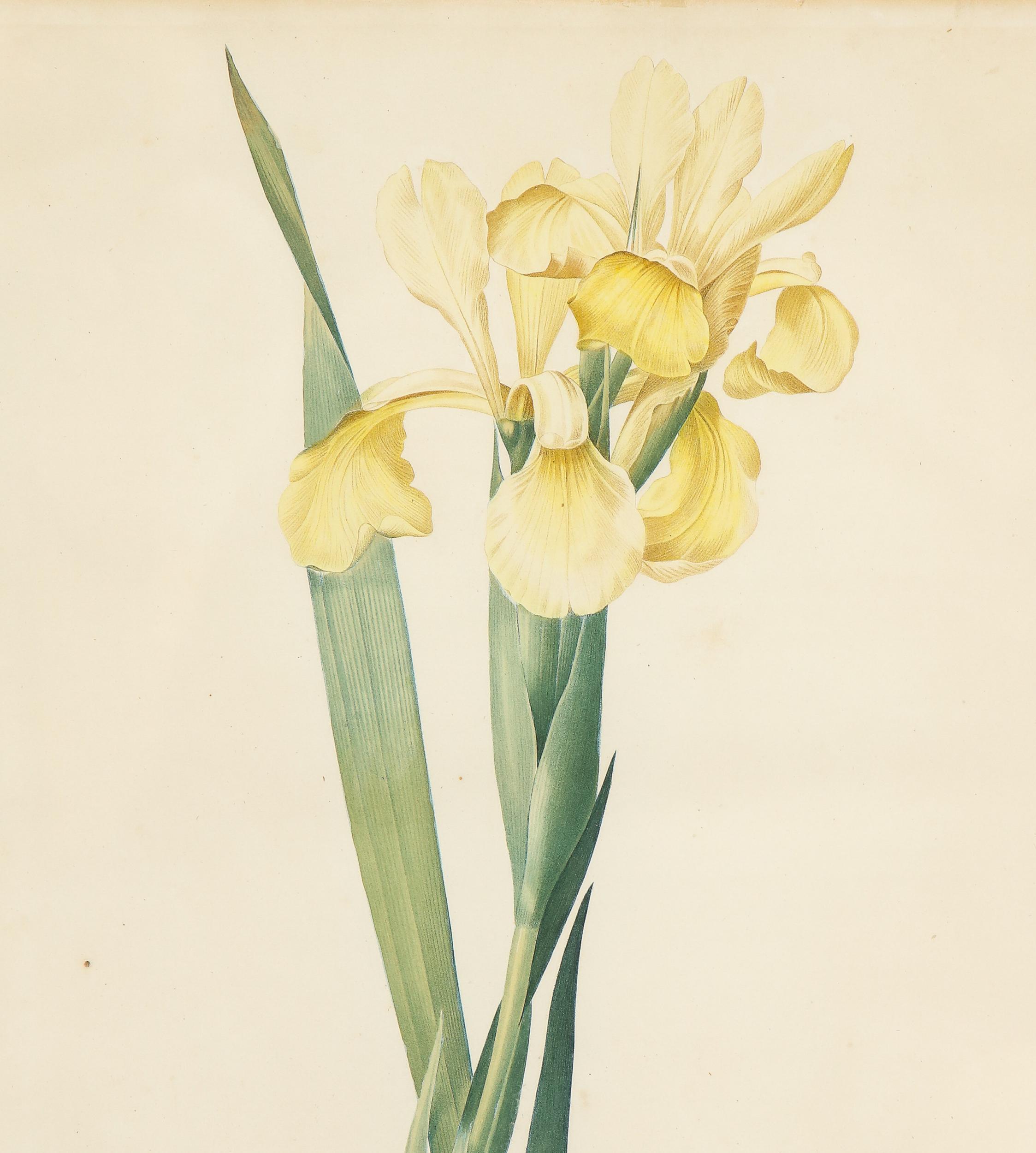 redoute botanical prints