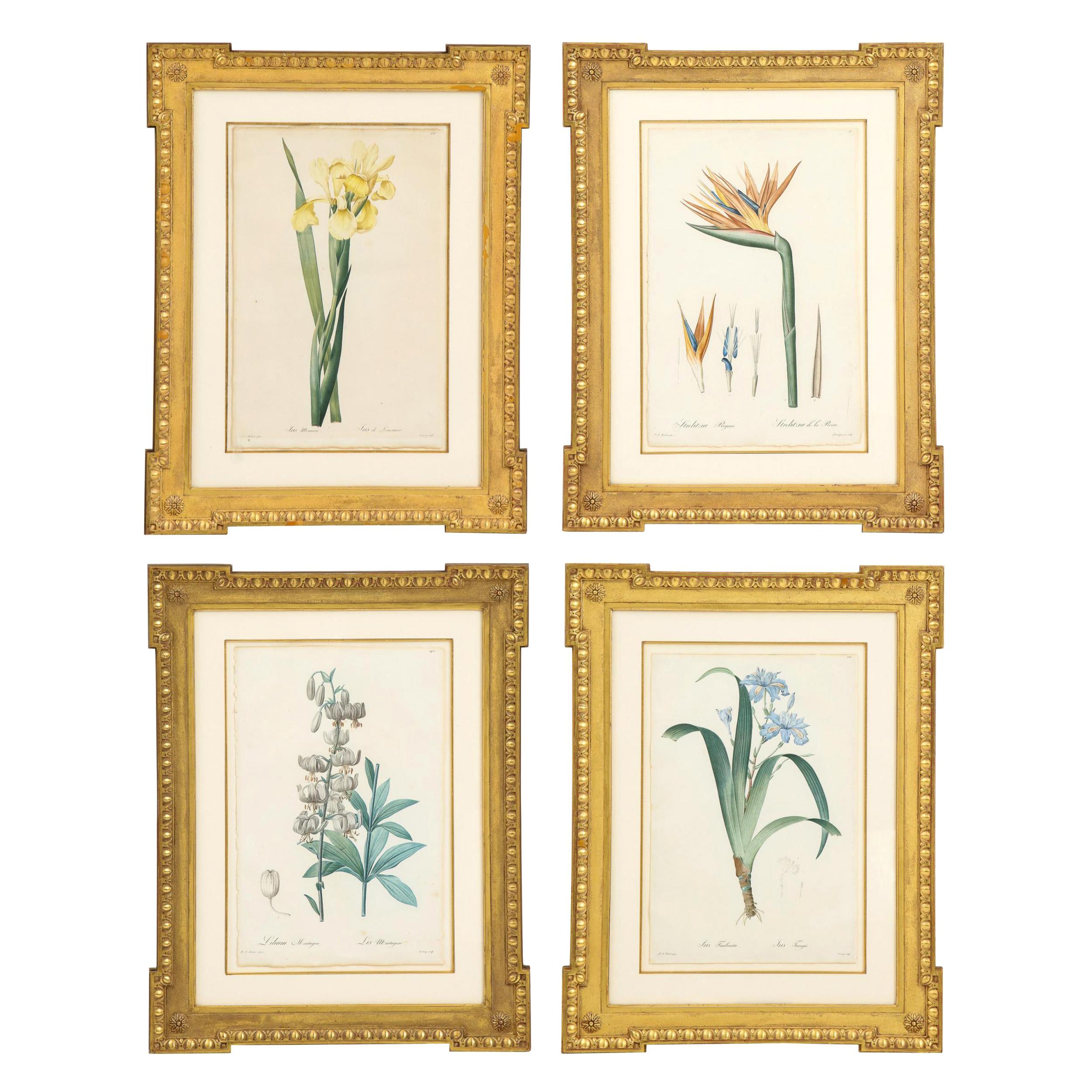 Set of Four Botanical Prints by Pierre-Joseph Redoute