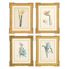 Set of Four Botanical Prints by Pierre-Joseph Redoute