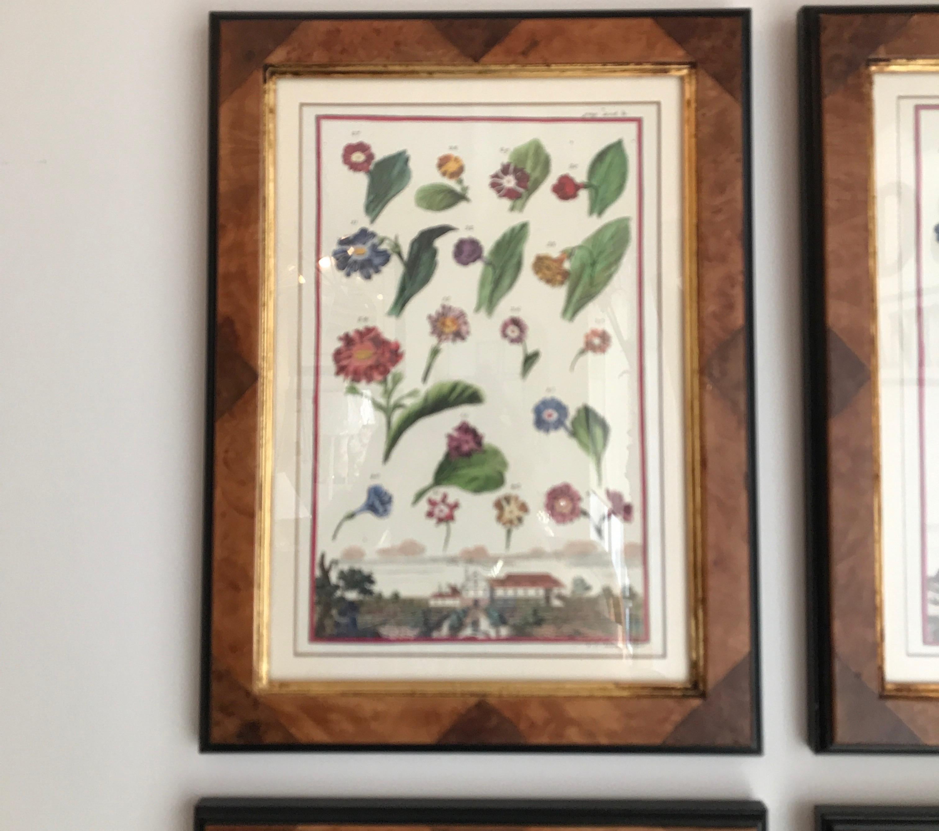 20th Century Set of Four Botanicals in Burl Wood Frames