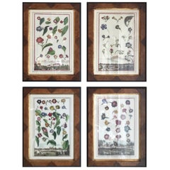 Set of Four Botanicals in Burl Wood Frames