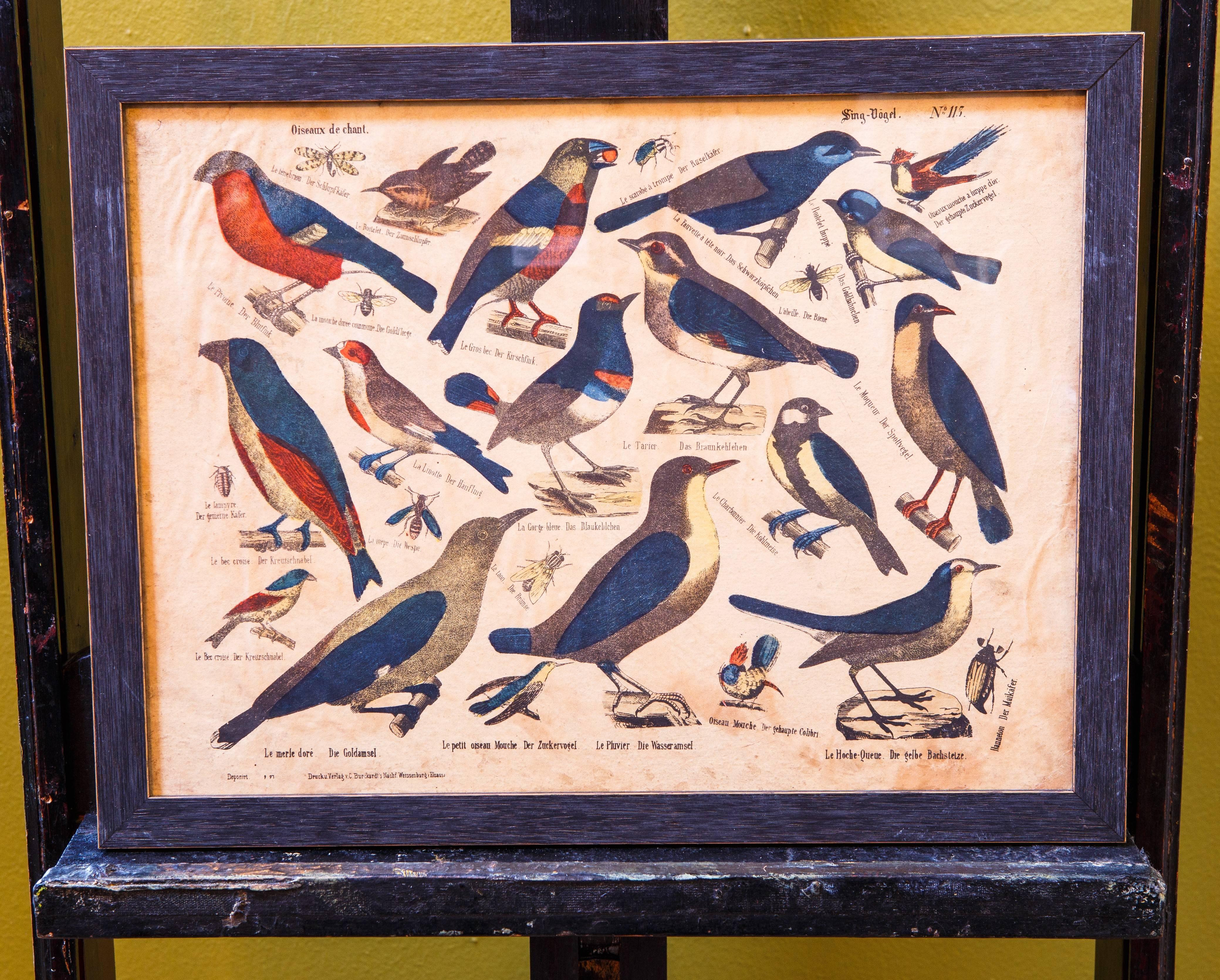 These antique lithographs are printed on paper mounted to cardboard. The colors are wonderfully vivid and interesting.  The birds are labeled in French translating from the German. One of the prints has faint pencil marks. They most probably were