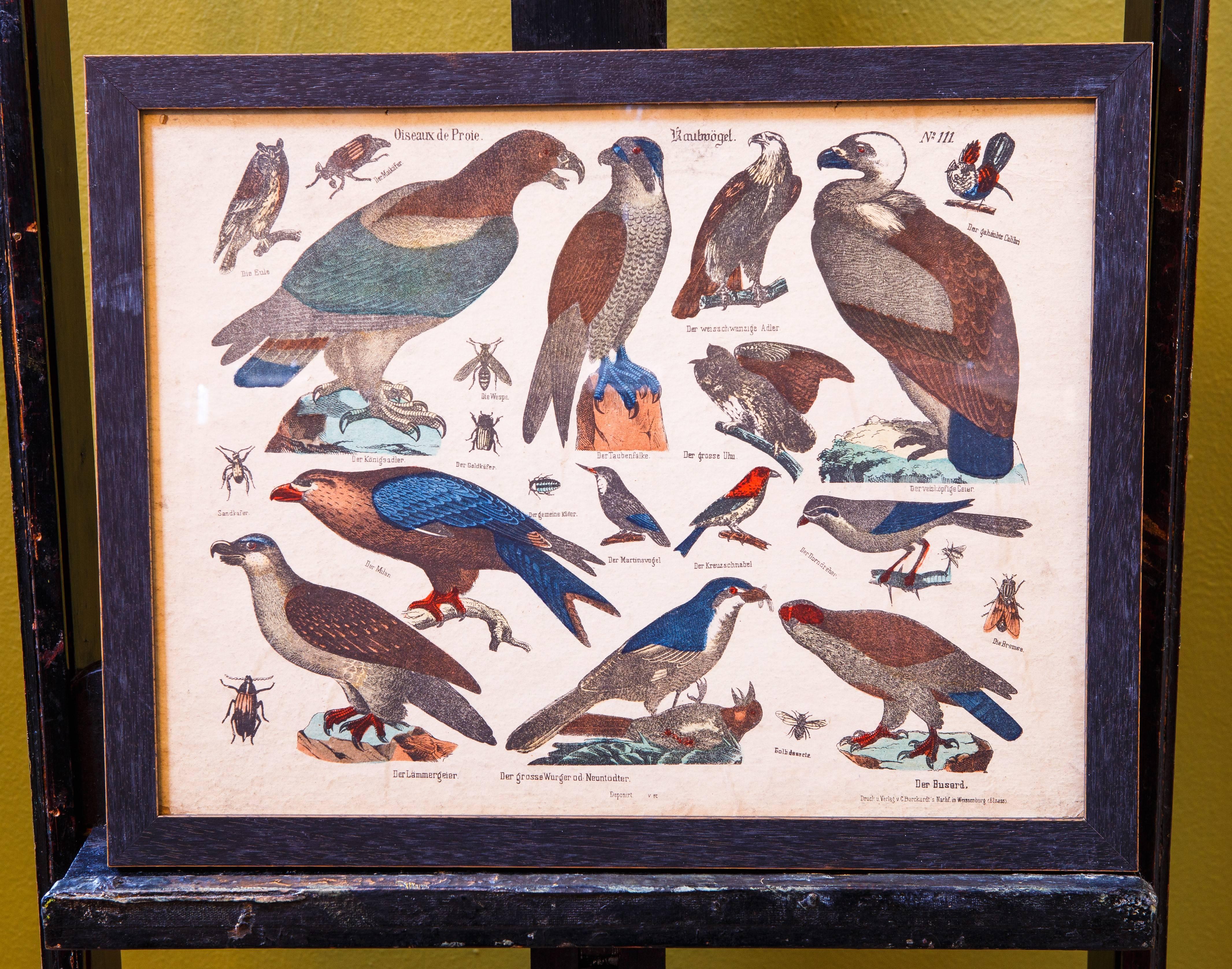 Other Set of Four Charming, Antique Framed Bird Lithographs